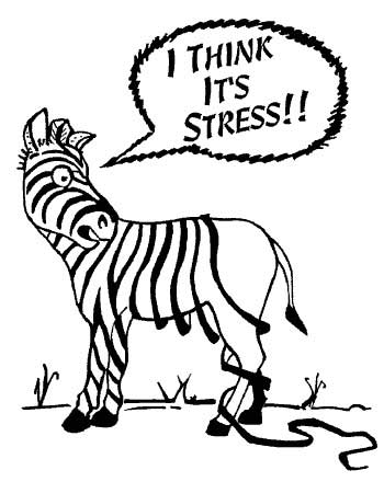 FullCircle-CBT-zebra-stress-loosing-stripes